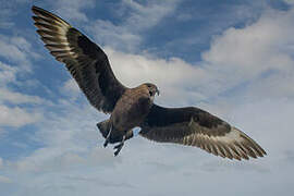 Brown Skua