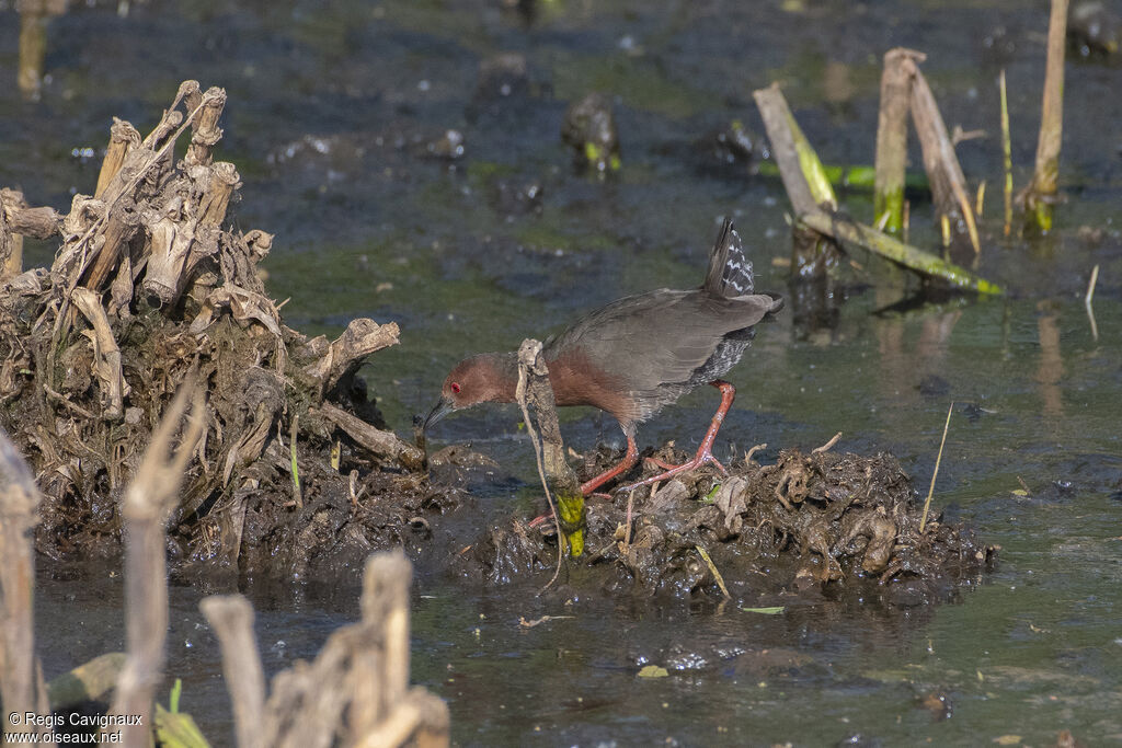 Ruddy-breasted Crakeadult