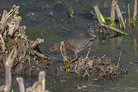 Ruddy-breasted Crake