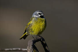 White-bridled Finch