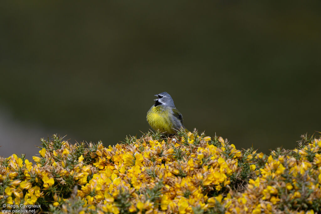 White-bridled Finch male adult breeding, song