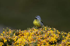 White-bridled Finch