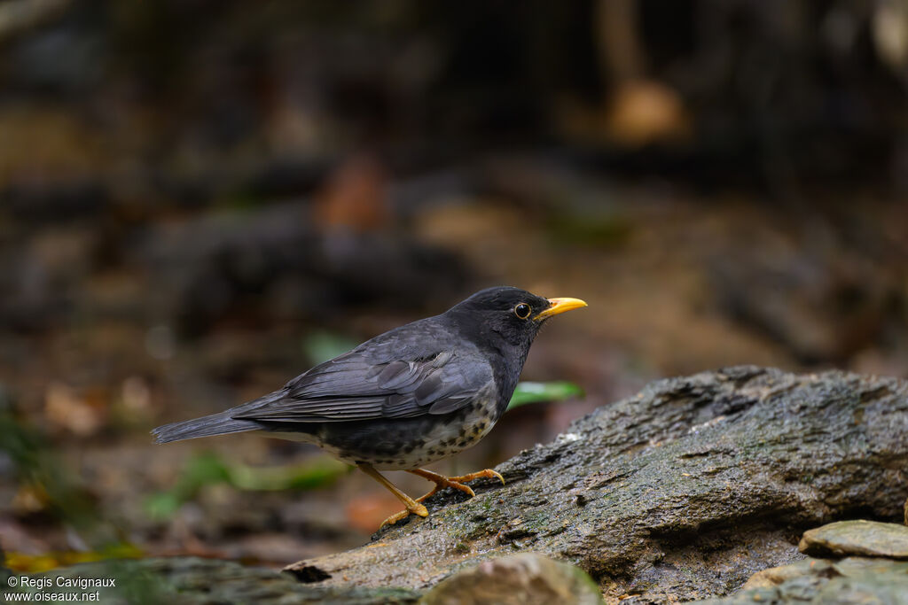 Japanese Thrush male adult