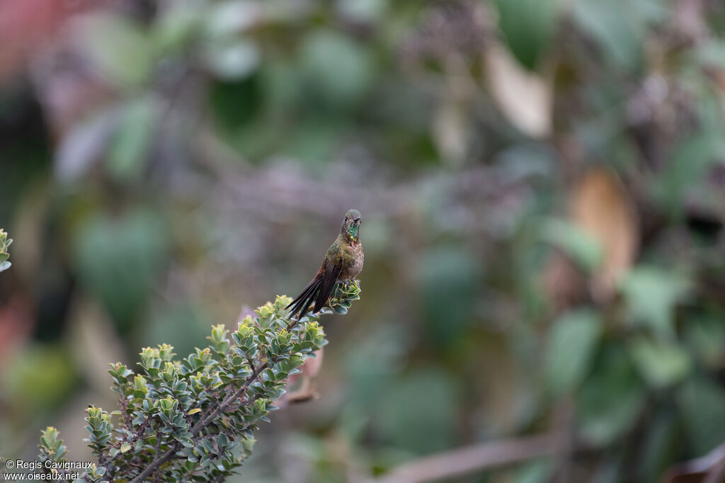 Bronze-tailed Thornbill male