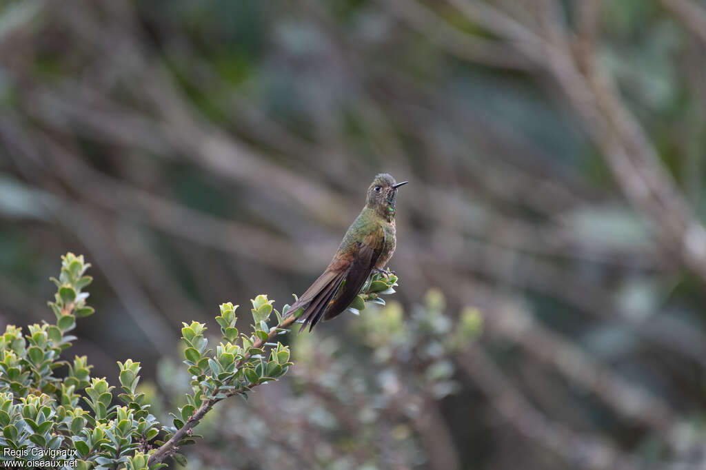 Bronze-tailed Thornbilladult, identification