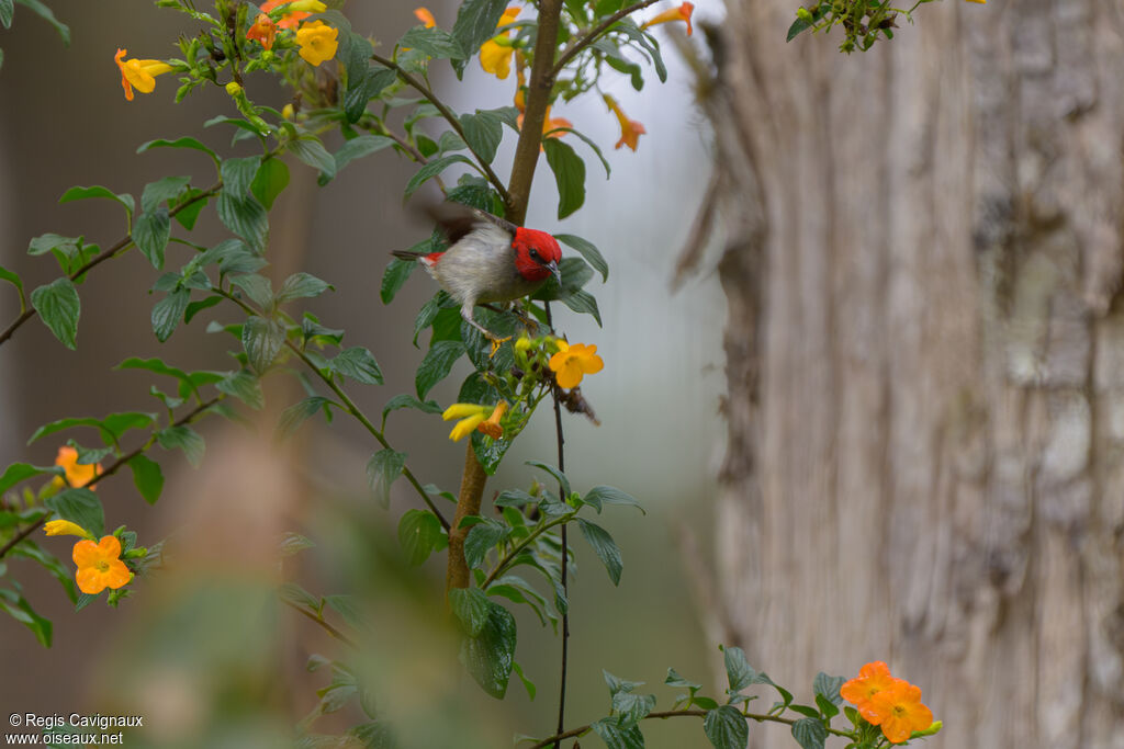 Myzomèle montagnard