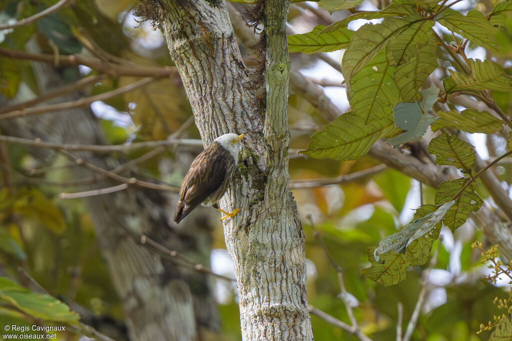 Néositte papoue femelle adulte nuptial, identification