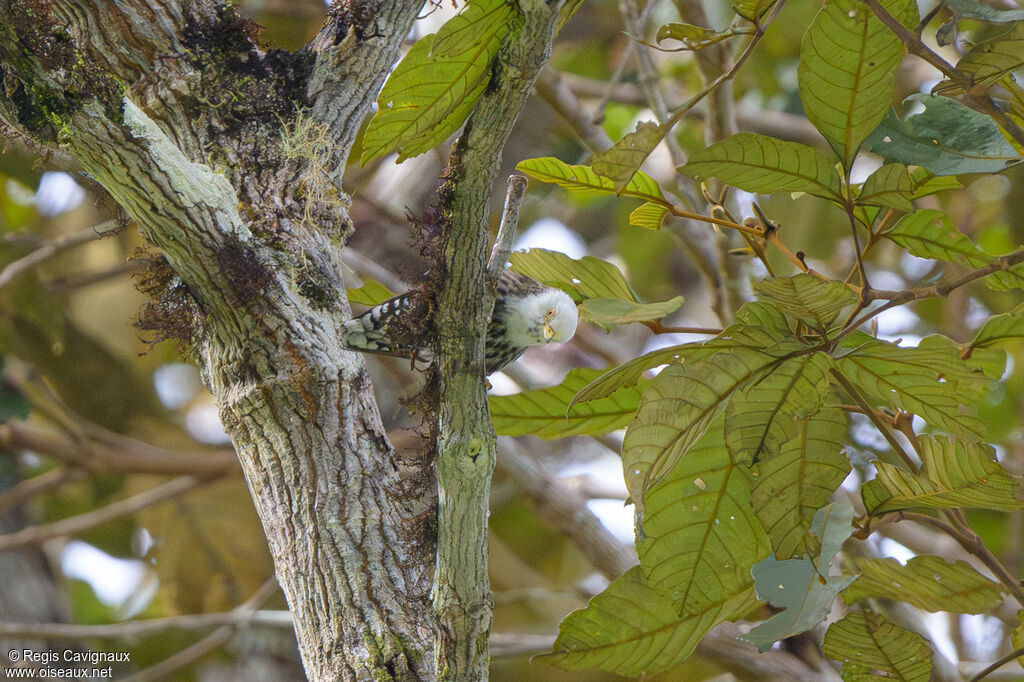 Néositte papoue femelle adulte nuptial, identification