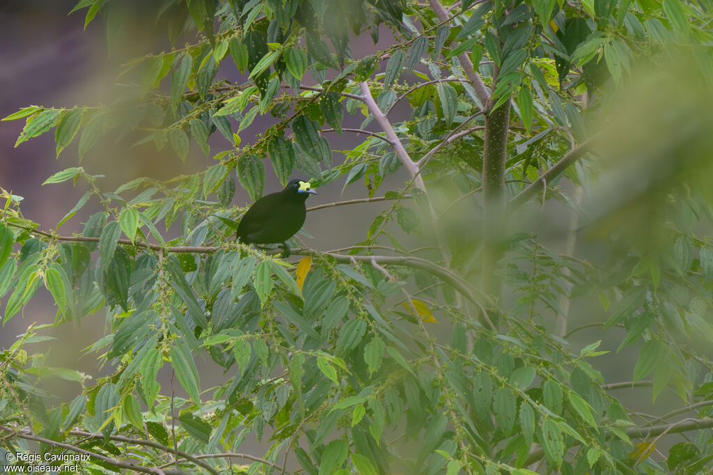 Paradisier à queue courte