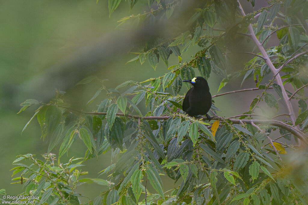 Paradisier à queue courte