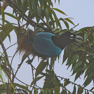 Paradisier bleu