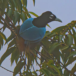 Paradisier bleu