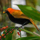Paradisier huppé