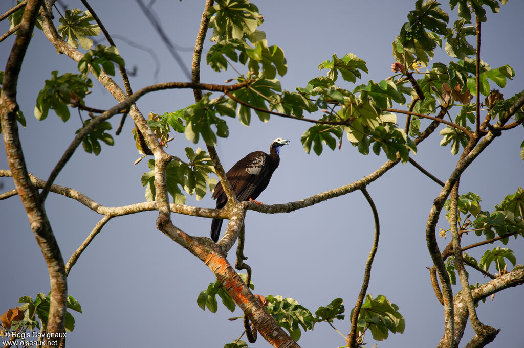 Trinidad Piping Guanadult