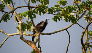 Trinidad Piping Guan