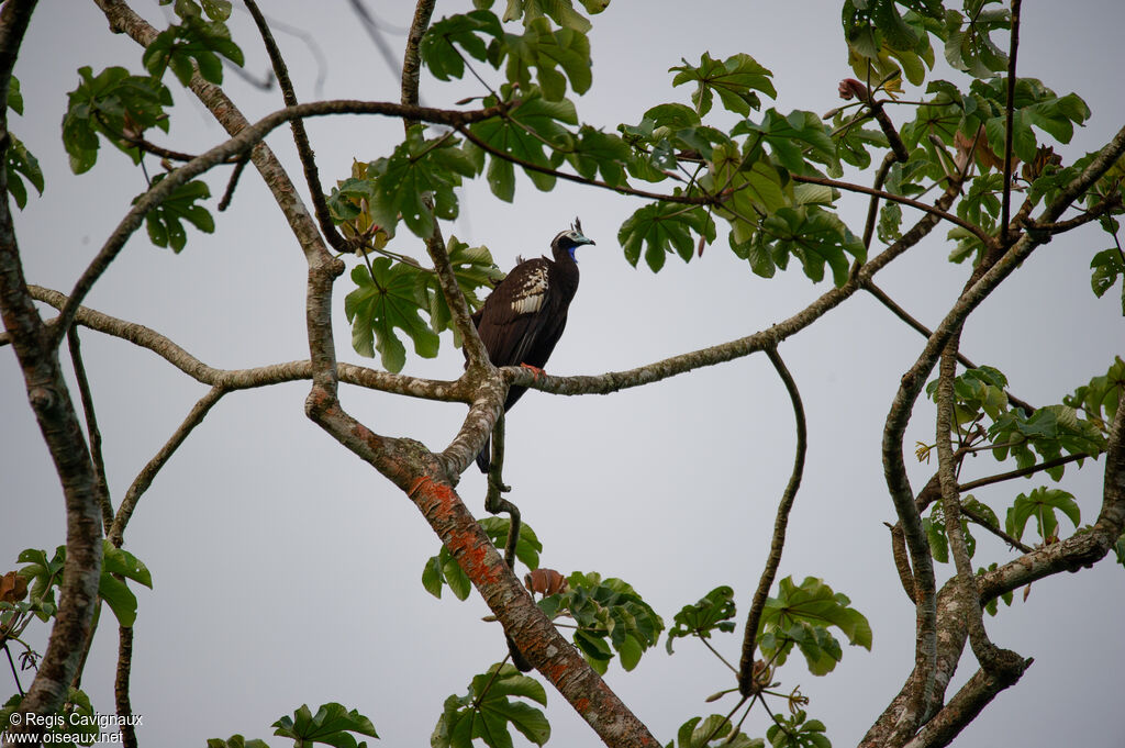 Trinidad Piping Guanadult