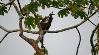 Trinidad Piping Guan