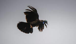 Trinidad Piping Guan