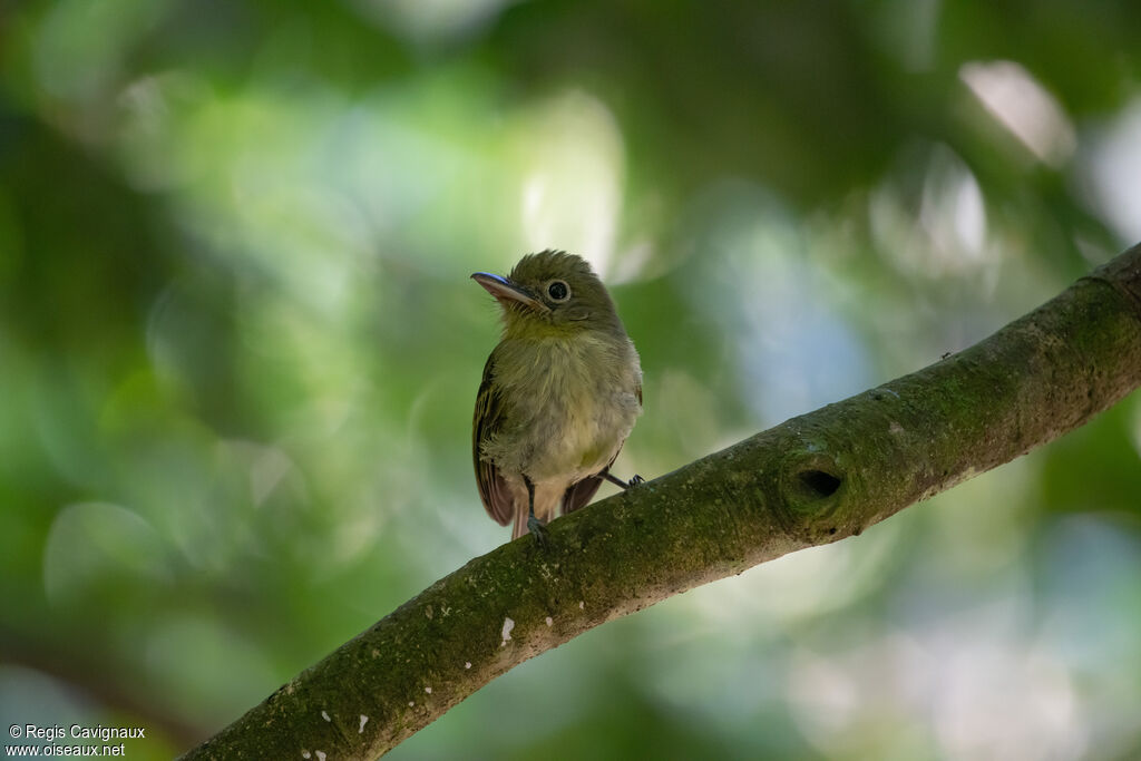 Eastern Olivaceous Flatbill