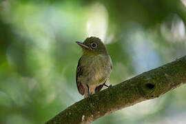 Eastern Olivaceous Flatbill