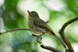 Eastern Olivaceous Flatbill