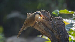 Black-crowned Scimitar Babbler