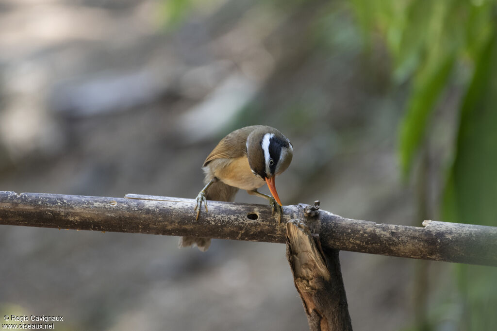 Black-crowned Scimitar Babbler