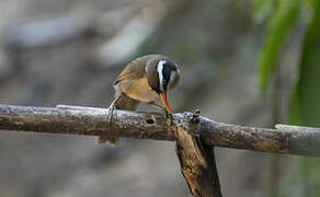 Black-crowned Scimitar Babbler