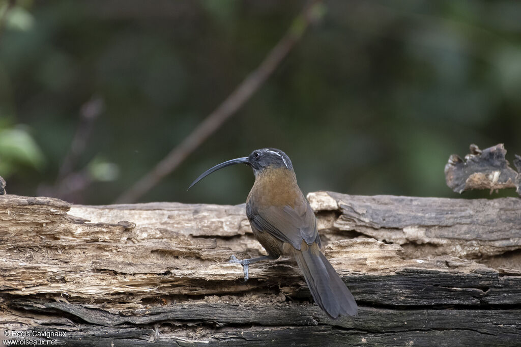 Slender-billed Scimitar Babbleradult