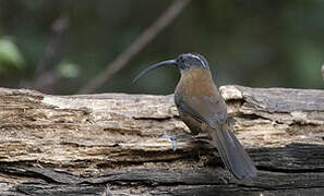 Slender-billed Scimitar Babbler