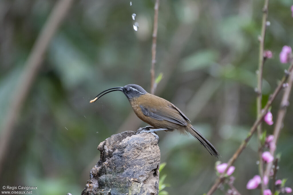 Slender-billed Scimitar Babbler