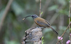 Slender-billed Scimitar Babbler