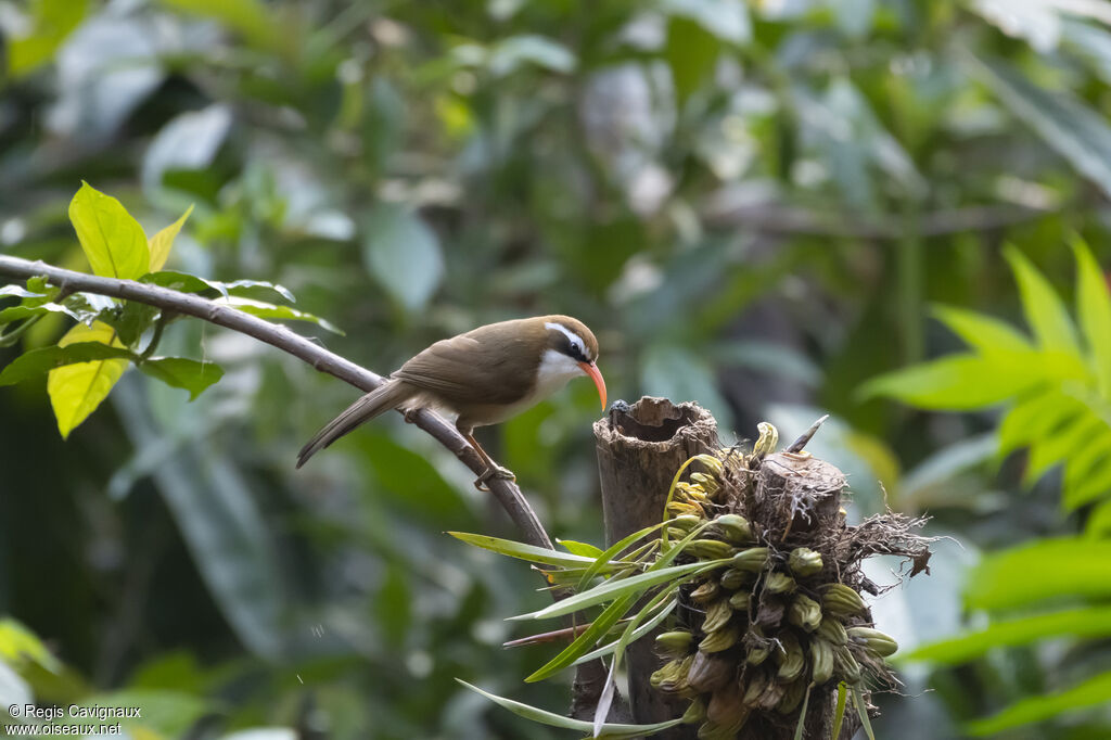 Red-billed Scimitar Babbleradult