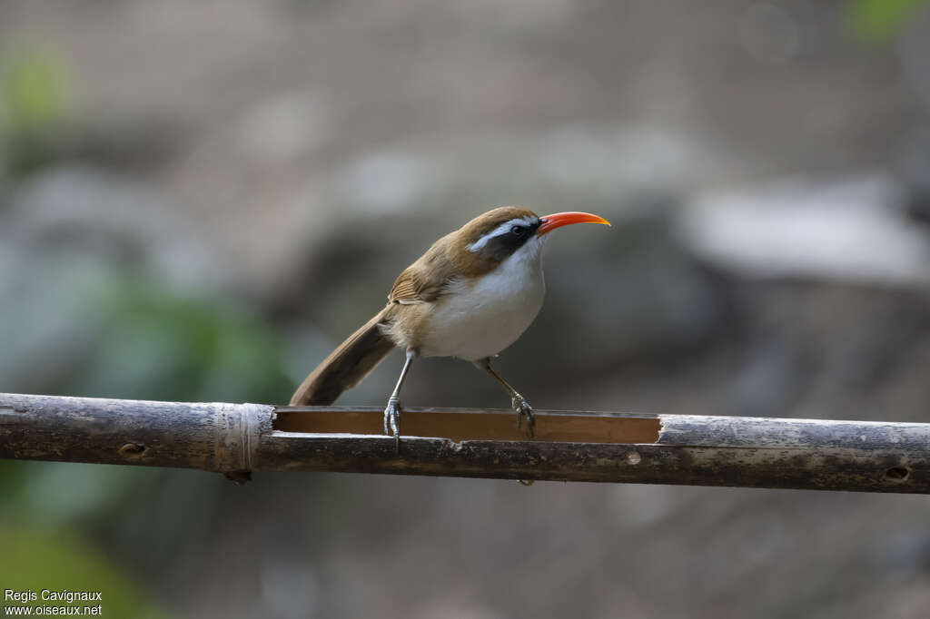 Red-billed Scimitar Babbleradult