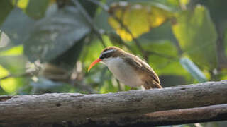 Red-billed Scimitar Babbler