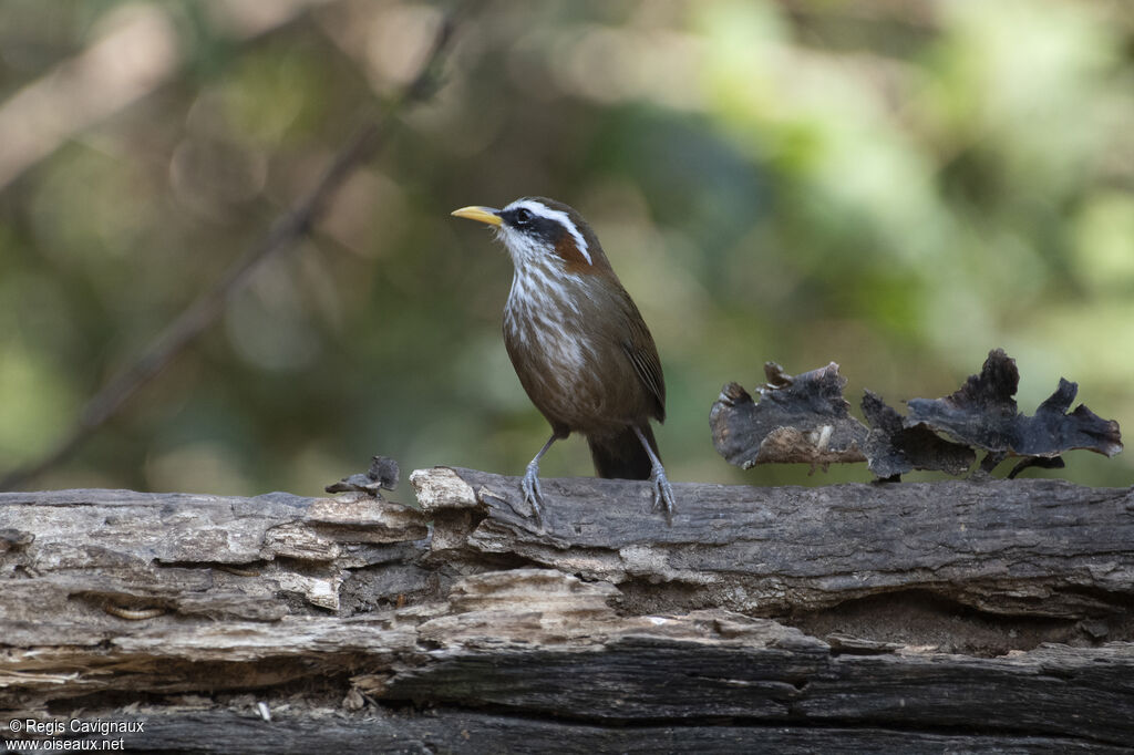 Streak-breasted Scimitar Babbleradult