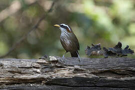 Streak-breasted Scimitar Babbler