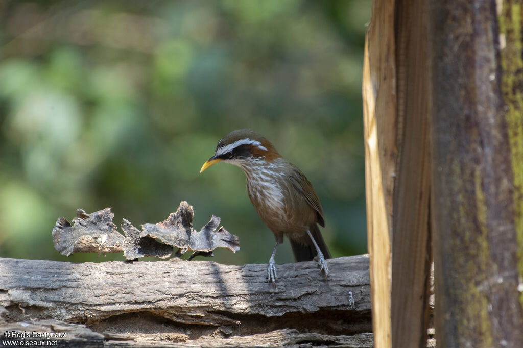 Streak-breasted Scimitar Babbleradult