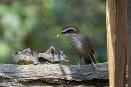 Streak-breasted Scimitar Babbler