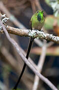 Black-tailed Trainbearer