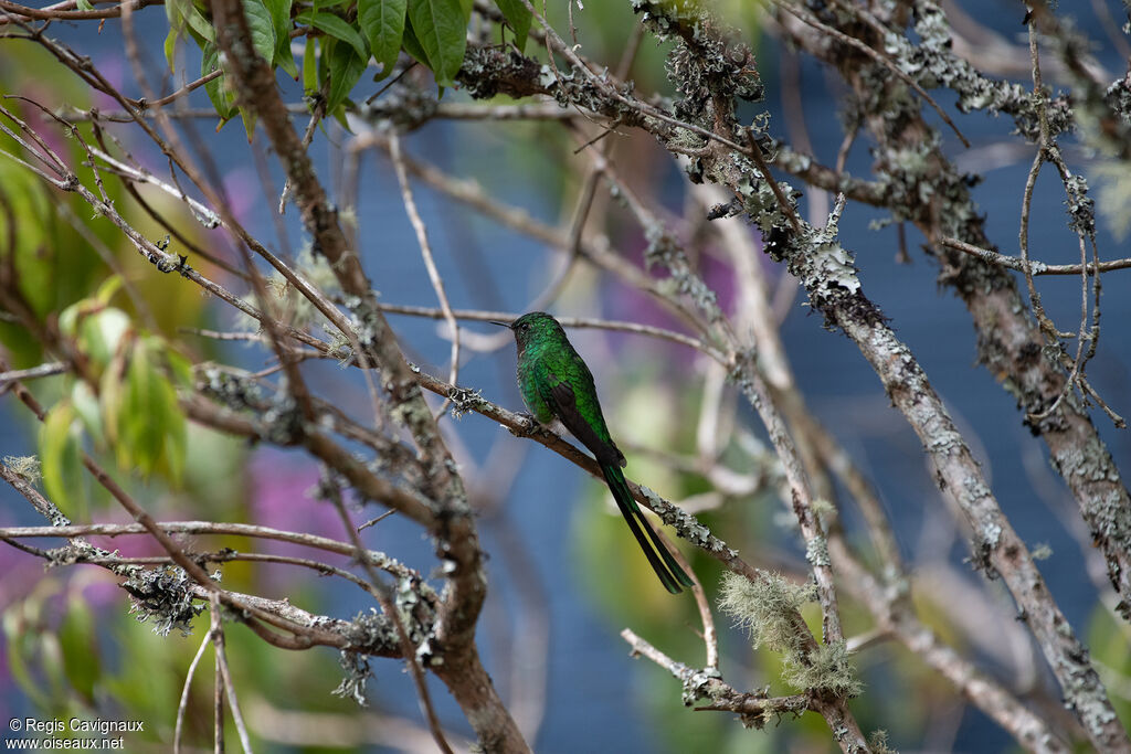 Green-tailed Trainbearer male adult breeding