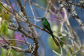 Green-tailed Trainbearer