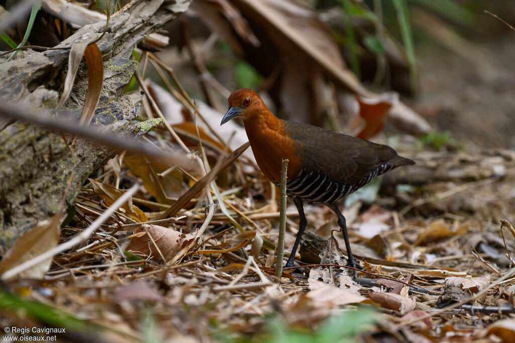 Slaty-legged Crake male adult breeding, identification
