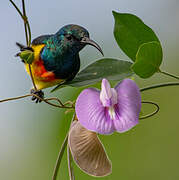 Mayotte Sunbird