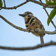 Two-banded Puffbird
