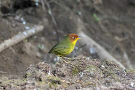 Chestnut-headed Tesia