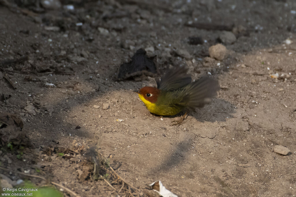 Chestnut-headed Tesiaadult breeding