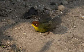 Chestnut-headed Tesia