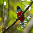 Trogon rosalba