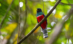 Trogon rosalba